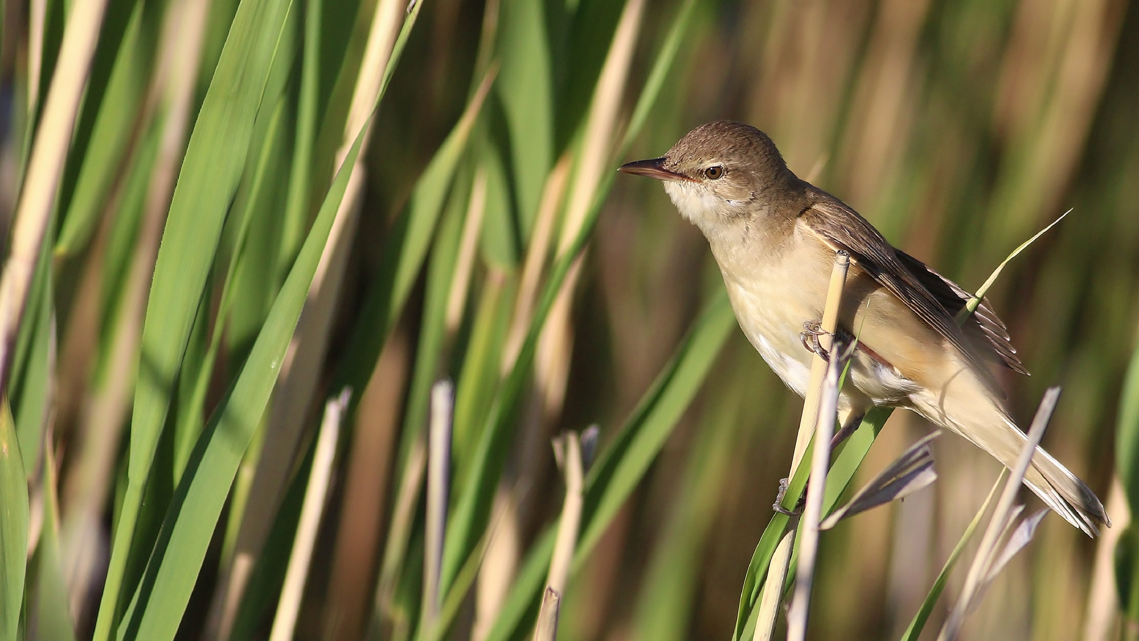 Eurasian Reed Warbler